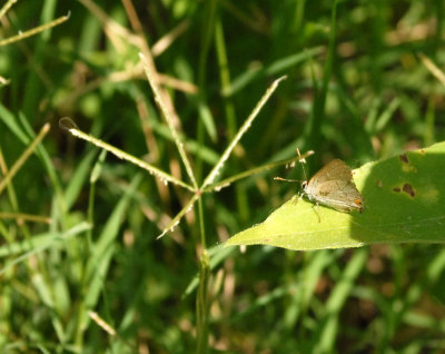 611yardmacro 006hairstreak.jpg