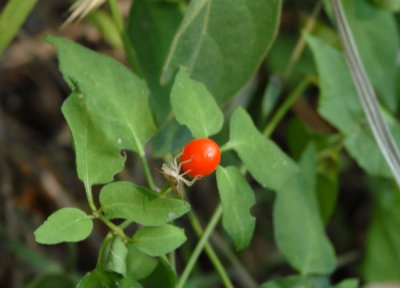 611yardmacro 014bug on berry.jpg