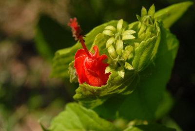 611yardmacro 017hummingbirdplant.jpg