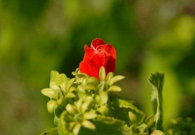 611yardmacro 018hummingbirdplant.jpg