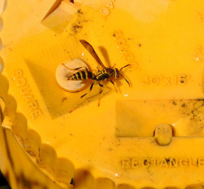 611yardmacro 019bug.jpg