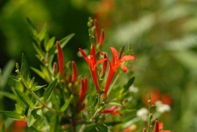 611yardmacro 020salvia.jpg