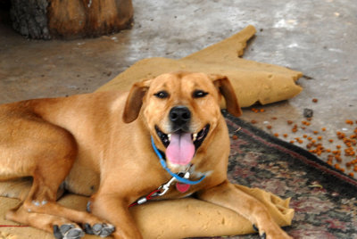 611yardmacro 022brownieDogDays  106.jpg