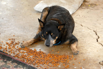611yardmacro 023Roy Dog Days 106.jpg
