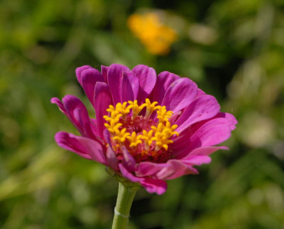 611yardmacro 026zinnia.jpg