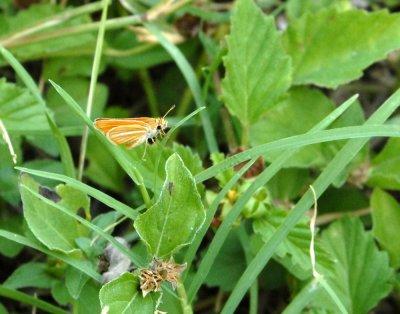 611yardmacro 029southernskipperling.jpg