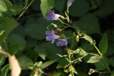 611yardmacro 030wildflower.jpg