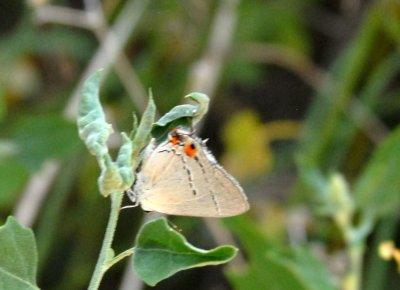 611yardmacro 033grayhairstreak.jpg