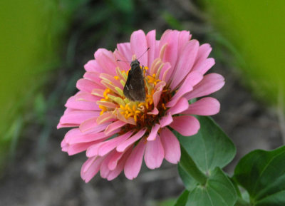 611yardmacro 034skipper.jpg