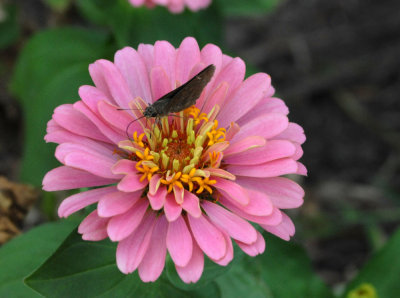 611yardmacro 035skipper.jpg
