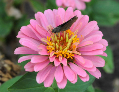 611yardmacro 037skipper.jpg