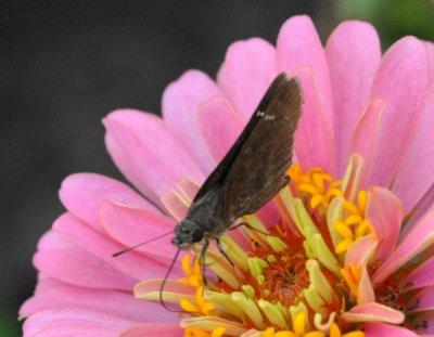 611yardmacro 040roadsideskipper.jpg