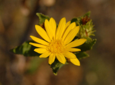 611yardmacro 041wildflower.jpg