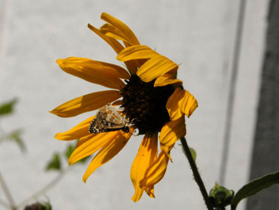 611yardmacro 042butterfly.jpg
