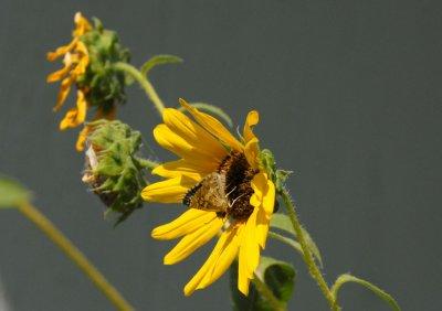 611yardmacro 043butterfly.jpg