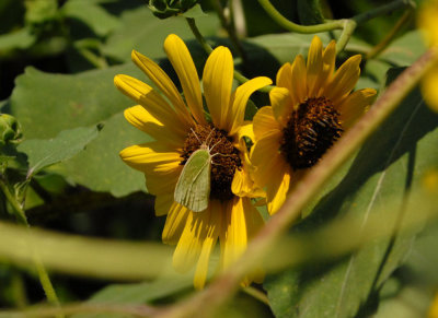 611yardmacro 045lyside.jpg
