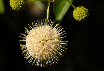 611yardmacro 048buttonbush.jpg