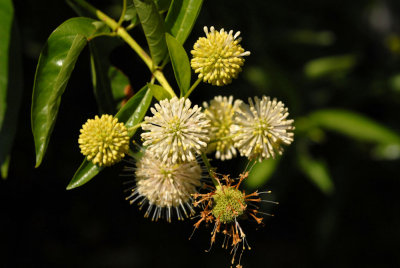 611yardmacro 049buttonbush.jpg