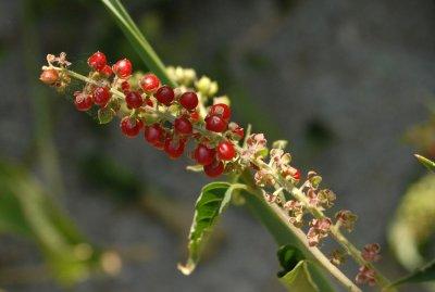 611yardmacro 050redberries.jpg