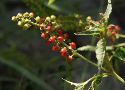 611yardmacro 051redberries.jpg