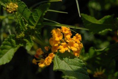 611yardmacro 052wildflower.jpg