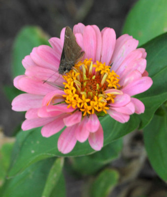 611yardmacro 054roadsideskipper.jpg