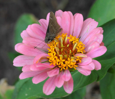 611yardmacro 055roadsideskipper.jpg