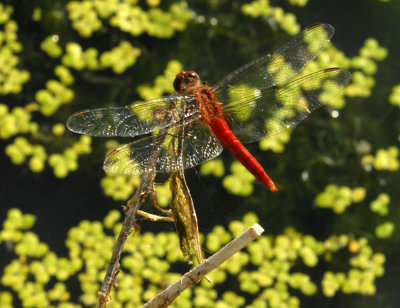 612macroUvaldecounty 084redtailedpennant.jpg