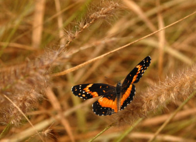 614cooksmacro 012redadmiralzzzzzzzzzzzzz.jpg