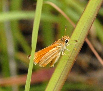 614cooksmacro 109southern skipperling.jpg