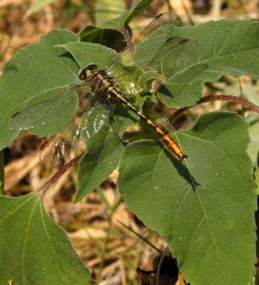 615cooks 088clubtail.jpg