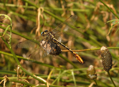 615cooks 090dragonflyzzzzzzzzzzzzzzzzzz.jpg