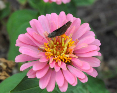 617yard 002skipper.jpg