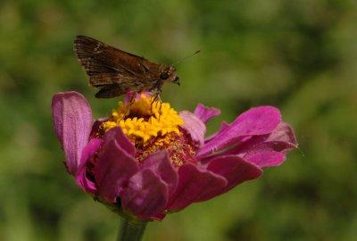 617yard 017skipper.jpg