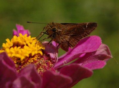 617yard 020skipper.jpg