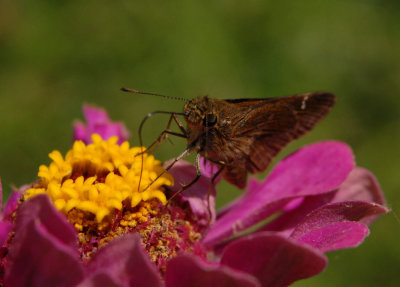 617yard 021skipper.jpg