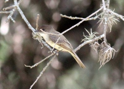 619Wood-Pewee Western Chalk Bluff Uvalde TX  2012 434 1.jpg