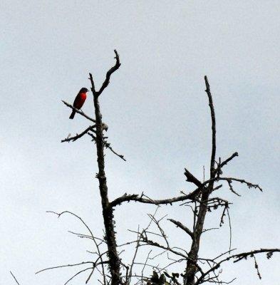 DSC_0069paintedbunting.jpg