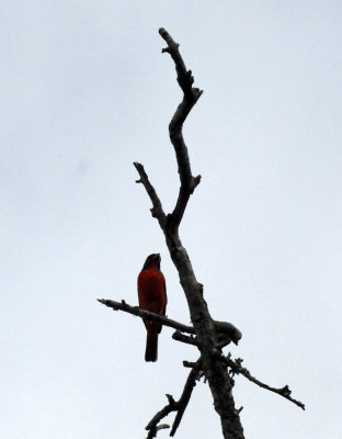 DSC_0072paintedbunting.jpg