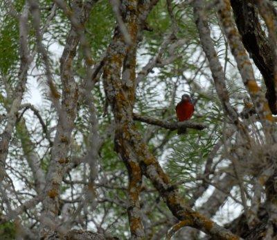 DSC_0079paintedbunting.jpg