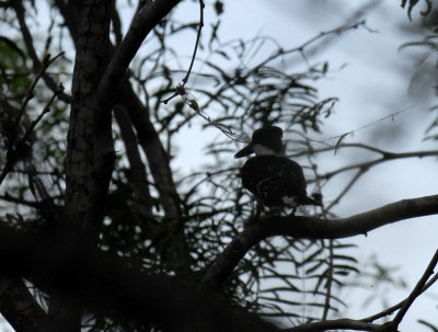 DSC_0105greenfledged.jpg