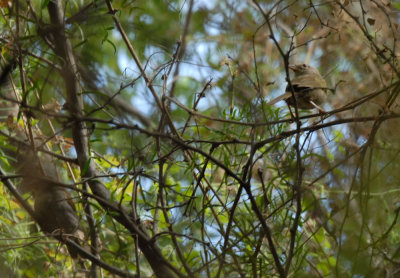 DSC_0115olivesparrows.jpg