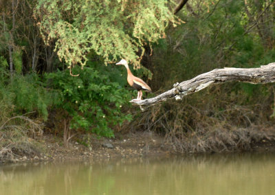 DSC_0122blackbelliedwhistlingduck.jpg