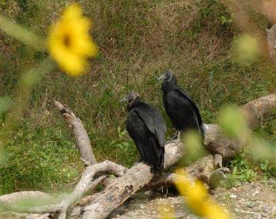 DSC_0127blackvulturechickszzzzzzzzzzzzzzz.jpg