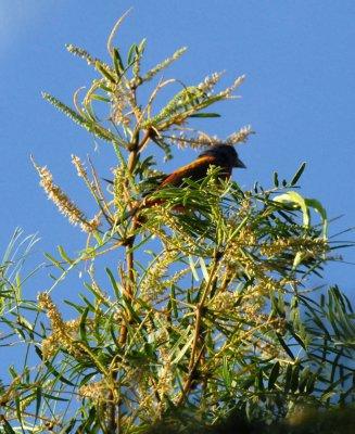 622cooks 041paintedbunting.jpg