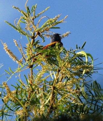 622cooks 042paintedbunting.jpg