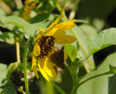 624yard 004cloudedskipper.jpg