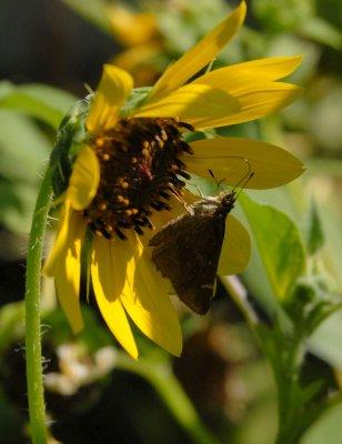 624yard 005cloudedskipper.jpg