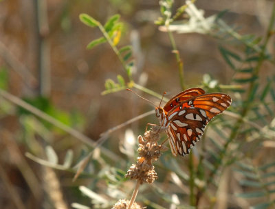 625Cooks 017gulffritillary.jpg