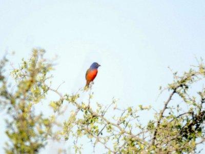 626cooks 095paintedbunting.jpg